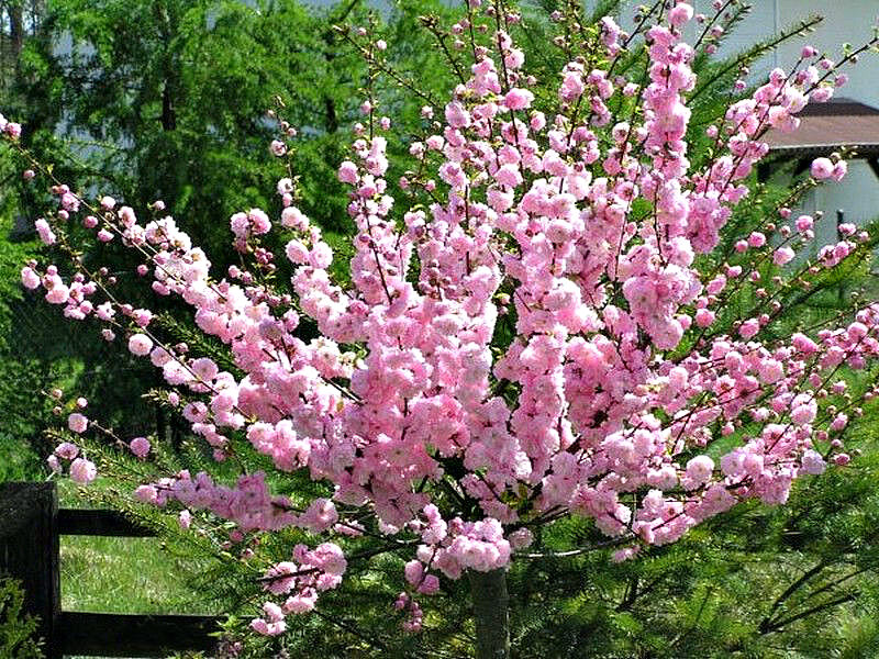 Миндаль купить саженцы из питомника {2}